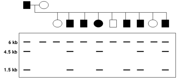 You are trying to determine whether a certain RFLP marker is linked to a specific disease gene in dogs.A cross between a diseased male and a healthy female produces nine offspring.You isolate genomic DNA from parents and offspring, digest with EcoRI, radiolabel a portion of RFLP marker to use as a probe, and perform a Southern analysis.The pedigree and autoradiogram results are shown in the following figure.Assume that the disease is an autosomal dominant. a.Explain the relationship between the crossing results (i.e., diseased versus healthy)and the RFLP patterns. b.How would you explain the results seen for the second male puppy?