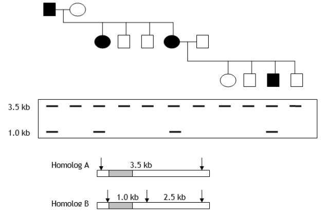 A pedigree and Southern blot results in humans are shown in the following figure.Filled-in figures represent individuals expressing a dominant trait (hypothetical)for blue tongue.What can you say about the location of the allele responsible for the trait? Shaded regions within the homologs of an autosomal chromosome represent sequences that hybridize to the probe used for the Southern analysis.Arrows indicate cleavage sites used for the Southern analysis.