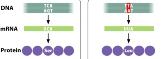 <strong>The mutation shown in the diagram below can best be described as a _____ mutation. </strong> A)missense B)nonsense C)silent D)neutral E)reverse