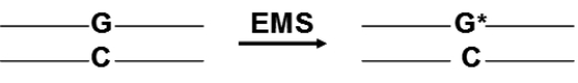 The mutagen EMS converts guanine (G)to O-6-ethylguanine (G*).O-6-ethylguanine (G*)forms base pairs with thymine (T)instead of cytosine (C).Suppose that exposure to EMS damages a DNA molecule as shown below. Characterize the mutation induced by EMS as a transition, transversion, or frameshift.