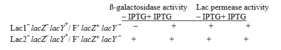 You isolated two mutations linked to the lac operon, which you designate Lac1<sup>-</sup> and Lac2, that cause constitutive expression of the operon.You construct strains carrying a lac operon with a mutant lacY gene on an F'.You test both \beta -galactosidase activity and Lac permease activity in the strains you constructed using the artificial inducer IPTG. Are Lac1<sup>-</sup> and Lac2<sup>-</sup> dominant or recessive? Do they act in cis or in trans? Indicate how you can determine both of these properties for each mutation.What type of lac mutations best fit the properties of Lac1<sup>-</sup><sup> </sup>and of Lac2<sup>-</sup>?