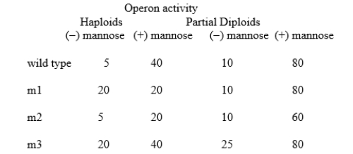 The bacterium, Bacillus subtilis, can grow on minimal media with a variety of sugars as its carbon source.One such sugar is mannose, metabolized by the products of the man operon.Expression of the operon is controlled by a regulatory protein encoded in a separate gene, manR.Depending on conditions, the regulatory protein may bind at one of two sites in the operon, as follows: (i)When mannose is absent from the cell, the regulatory protein is in a conformation called R1.R1 can bind specifically at an operator site manO.Binding of R1 at manO reduces transcription of the operon four-fold from a basal level of 20 units. (ii)When mannose is present in the cell, it binds to the regulatory protein, causing it to undergo an allosteric transition from conformation R1 to a new conformation, called R2.R2 cannot bind at manO.However, R2 can bind specifically at a different site called the initiator, manI.Binding of R2 at manI increases transcription of the operon two-fold from the basal level. Mutations, m1-m3, which affect expression of this operon, were identified.Each mutation affects only a single component of the operon.Levels of operon activity were measured in haploids.They were also measured in partial diploids with an F' carrying the wild-type alleles of all genes and regulatory elements described above. For each mutation, describe which component is affected.In addition, explain the observed activity in the haploid and partial diploid in each case.