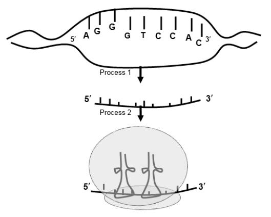 <strong>If the bottom strand of the DNA serves as the template, the amino acid sequence of the protein produced from the RNA would be: </strong> A)MET-LEU-SER. B)ARG-VAL-HIS. C)THR-ILE-PHE. D)PRO-GLY-TRP. E)LYS-VAL-HIS.
