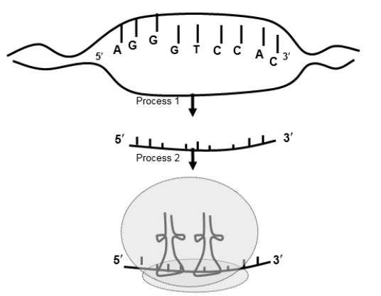 <strong>If the bottom strand of the DNA is the template, the tRNA anticodon sequence, left to right 5' to 3', for the first RNA codon is: </strong> A)GGA. B)AUG. C)CAC. D)UCC. E)CCU.