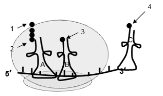 <strong>After the peptide bond forms, what will happen? </strong> A)tRNA A will be carrying the polypeptide and it will shift to the P site. B)tRNA A will be carrying the polypeptide and it will shift to the A site. C)tRNA B will be carrying the polypeptide and it will shift to the P site. D)tRNA B will be carrying the polypeptide and it will shift to the A site. E)Ribosome disassembles to release the tRNAs and allow new tRNA to enter.