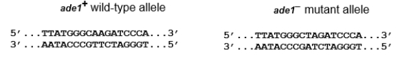 An auxotrophic E.coli strain requires adenine to grow because of a mutation in a gene for an adenine synthesis enzyme.The following shows part of the wild type and mutant alleles of the gene, including the start codon.The bottom strand is the template for transcription. How does this mutation change the mRNA, and how does it affect the enzyme?