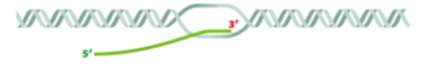 <strong>Which process is illustrated in the diagram below? </strong> A)Transcription B)Translation C)RNA processing D)Replication E)Nucleosome assembly