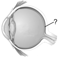 <strong> Which of the following can be found at the blind spot?</strong> A) fovea B) cones C) the axons of retinal ganglion cells D) the cell bodies of retinal ganglion cells E) amacrine cells