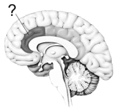 <strong> Illustrated here is the cortical area most commonly linked to the perception of pain: the</strong> A) anterior cingulate cortex. B) periaqueductal gray matter. C) gate control cortex. D) pain mucosa. E) dorsolateral frontal cortex.