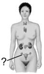 <strong> Which of the gonads is indicated here?</strong> A) vagina B) ovary C) adrenal D) testes E) pancreas