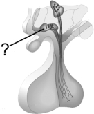 <strong> Which of the following statements is true?</strong> A) Men and women have fundamentally different anterior pituitaries. B) Men and women have fundamentally different posterior pituitaries. C) A male pituitary transplanted into a female displays a cyclic pattern of hormone release. D) A female pituitary transplanted into a male displays a cyclic pattern of hormone release. E) both A and D