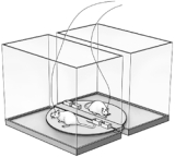 <strong> The apparatus illustrated here is used to study</strong> A) sleep deprivation. B) REM deprivation. C) stage 4 sleep. D) dreaming. E) operant conditioning.