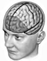 Which prefrontal lobotomy procedure is illustrated by this drawing?