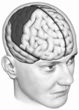 <strong>Depicted here is the cortex of the right  </strong> A) parietal lobe. B) hippocampus. C) striatum. D) frontal lobe. E) prefrontal lobe. <div style=padding-top: 35px> 