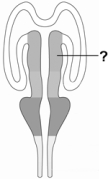<strong>This is an illustration of the developing neural tube. The line points to one of the brain's major divisions, the  </strong> A) diencephalon. B) metencephalon. C) telencephalon. D) myelencephalon. E) mesencephalon. <div style=padding-top: 35px> 