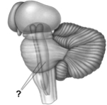 <strong>This is an illustration of the human brain stem. The pointer lines point to the</strong> A) cerebellum.   B) hypothalamus. C) reticular formation. D) hippocampus. E) tegmentum. <div style=padding-top: 35px> 