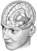 Portrayed in this illustration is a neural circuit called the
