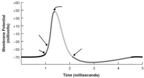 Describe and explain how four ionic events contribute to the typical action potential-to help organize your answer label the four arrows in this illustration with the associated ionic event.