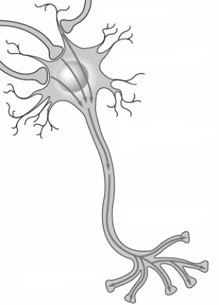 Use the accompanying figure to summarize how signals are conducted through and transmitted from a conventional multipolar neuron. To complement you summary, indicate on the illustration where various events occur.