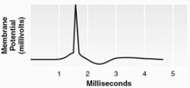 <strong>Which method was used to record this signal? </strong> A) extracellular unit recording B) intracellular unit recording C) electroencephalography D) multiple-unit recording E) plethysmography