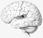 <strong>The arrow points to </strong> A) the central fissure. B) vestibular cortex. C) gustatory cortex. D) auditory cortex. E) olfactory cortex.