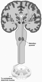 <strong>The descending pathway illustrated here is the </strong> A) dorsolateral corticorubrospinal tract. B) dorsolateral corticospinal tract. C) ventromedial corticospinal tract. D) ventromedial cortico-brainstem-spinal tract. E) none of the above