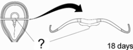 <strong>At 18 days after conception, this structure becomes visible in the developing embryo; it is the neural </strong> A) mesoderm. B) tube. C) plate. D) floor. E) crest.
