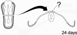 <strong>At 24 days after conception, the precursor of the PNS is visible in the developing embryo. This structure, which is illustrated here at the end of the pointer line, is the neural </strong> A) tube. B) plate. C) crest. D) groove. E) stem.