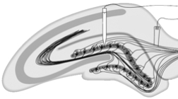 Long-term potentiation  