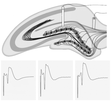 Label this illustration of how LTP is typically studied. Then use this illustration, and any others that you may wish to supply, to describe and explain how LTP is typically produced and measured.