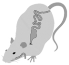 <strong>Illustrated here is a __________ preparation.  </strong> A) sham-eating B) VMH-lesioned C) LH-lesioned D) vagotomized E) gastric by-pass <div style=padding-top: 35px> 