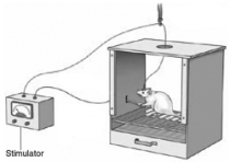 Which paradigm is illustrated here?  