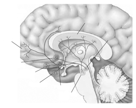 Which system is illustrated here? What is thought to be its function? This system is believed to be composed of two separate pathways: Name them and discuss. Label each of the 9 indicated structures using each of these 9 terms: prefrontal cortex, dorsal striatum, substantia nigra, amygdala, nucleus accumbens, limbic cortex, ventral tegmental area, septum, and olfactory tubercle.
