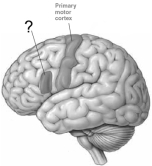 <strong>This cortical region, just anterior to the left primary motor cortex, is </strong> A) Broca's area. B) the somatosensory cortex. C) the frontal eye field. D) the angular gyrus. E) Wernicke's area.