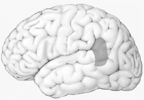 According to the Wernicke-Geschwind model, the cortical region indicated here plays a special role in
