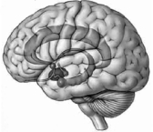 <strong>Illustrated here is the </strong> A) limbic system. B) Kluver-Bucy system. C) sham rage circuit. D) James-Lange circuit. E) Cannon-Bard circuit.