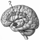 <strong>Illustrated here is the limbic system. The indicated structure is the </strong> A) cingulate gyrus. B) septum. C) hypothalamus. D) fornix. E) mammillary body.