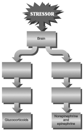 The stress response is composed of two parallel pathways, which are illustrated here. Label the four blank components of these pathways.