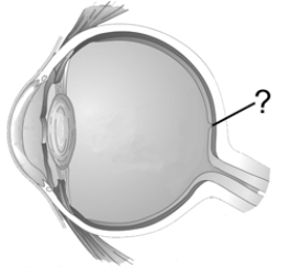 <strong>Which retinal structure is indicated by the pointer line? </strong> A) fovea B) retinal ganglion C) blind spot D) optic tract E) cornea