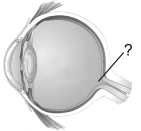 <strong>Which retinal structure is indicated by the pointer line? </strong> A) fovea B) retinal ganglion C) blind spot D) optic disk E) cornea