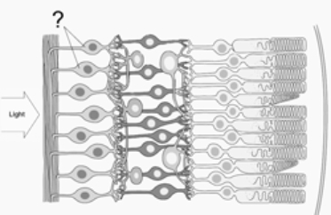 <strong>Here is an illustration of the retina.The neurons identified by the pointer lines carry signals from the retina to the lateral geniculate nuclei.These neurons are </strong> A) lateral geniculate cells. B) bipolar cells. C) retinal ganglion cells. D) horizontal cells. E) amacrine cells.