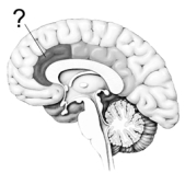 <strong>Illustrated here is the cortical area most commonly linked to the perception of pain: the </strong> A) anterior cingulate cortex. B) periaqueductal gray matter. C) gate control cortex. D) pain mucosa. E) dorsolateral frontal cortex.