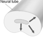 <strong>The pattern of neural migration that is indicated by the arrows in this illustration is </strong> A) radial. B) tangential. C) inside out. D) outside in. E) posterior.