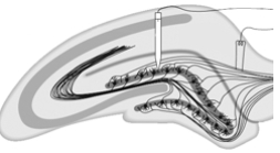 Illustrated here is a neural circuit in which __________ is commonly studied.