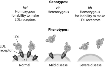 <strong>According to this figure,heterozygotes for this form of hypercholesterolemia suffer from the disease because they </strong> A)don't produce any LDL receptors. B)produce too many LDL receptors. C)don't produce enough LDL receptors. D)produce an abnormally shaped LDL receptor.