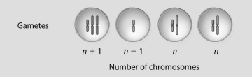 <strong>If these four cells resulted from cell division of a single cell with diploid chromosome number 2n = 4,what best describes what just occurred? </strong> A)inversion B)translocation C)nondisjunction D)normal meiosis