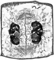 <strong>What type of cell is shown? </strong> A)animal cell in telophase B)plant cell in metaphase C)plant cell in telophase D)animal cell in metaphase