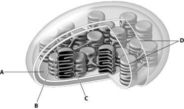 <strong>In this drawing of a chloroplast,which structure represents the thylakoid membrane? </strong> A)structure A B)structure B C)structure C D)structure D