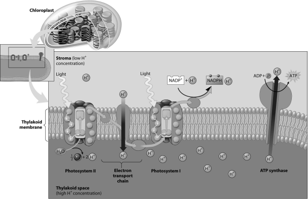 <strong>According to this figure,how do H+ ions make their way from the stroma to the thylakoid interior? </strong> A)through the ATP synthase B)through photosystem I C)through an electron transport chain molecule D)directly through the phospholipids of the thylakoid membrane