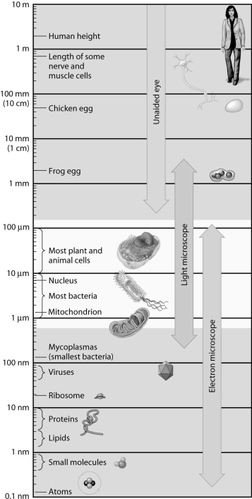 <strong>According to this figure,which of the following is large enough to see in the light microscope? </strong> A)mitochondria B)proteins C)atoms D)viruses